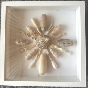 May include: A framed seashell art piece. The white frame surrounds a collection of various seashells arranged in a circular pattern on a white background. The shells are in shades of beige, tan, and cream, creating a natural, coastal aesthetic.