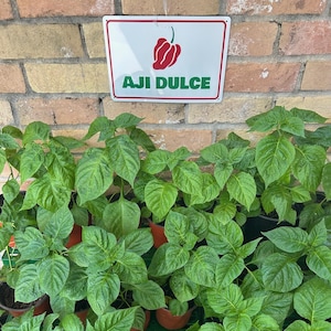 Live Ají Dulce Pepper Plant – Sweet, Non-Spicy - Next day Shipment - 10 - Inch Tall – Caribbean Flavor Garden Starter