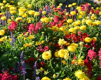 Färgglad utskrivbar väggkonst i sommarträdgård – Fotografi med livfulla blomsterfält, digital nedladdning