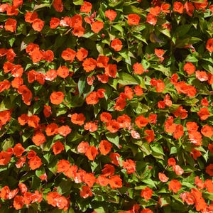 Lush Orange Impatiens Digital Print | Vibrant Floral Wall Art | Instant Download Garden Photo | Summer Flower Decor