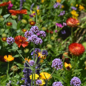 Lebhafter Sommergarten Digitaldruck | Bunte Blumen Wandkunst | Sofortiger Download botanisches Dekor | Wildblumen Feld Druck