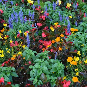Multicolor Garten Blüte Digitaldruck | Lebendige Blumenwandkunst | Sofortiger Download botanisches Dekor | Sommer Blumenbeet