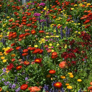 Lebhafter Sommergarten Digitaldruck | Bunte Blumen Wandkunst | Sofortiger Download botanisches Dekor | Wildblumen Feld Druck
