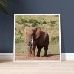 Puede incluir: Impresión enmarcada de un gran elefante marrón rociando agua con su trompa. El elefante está sobre tierra marrón, con hierba verde y arbustos en el fondo. La impresión está en un marco blanco.