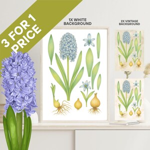 Hyacinth Wall Art, Hyacinth Wall Decor, Floral Poster, Floral Artwork Poster, Digital Print, Flower Wall Decor, Botanical Print