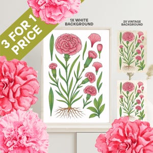 Art mural oeillet, décoration murale oeillet, affiche florale, affiche oeuvre d'art florale, impression numérique, décoration murale fleurs, impression botanique