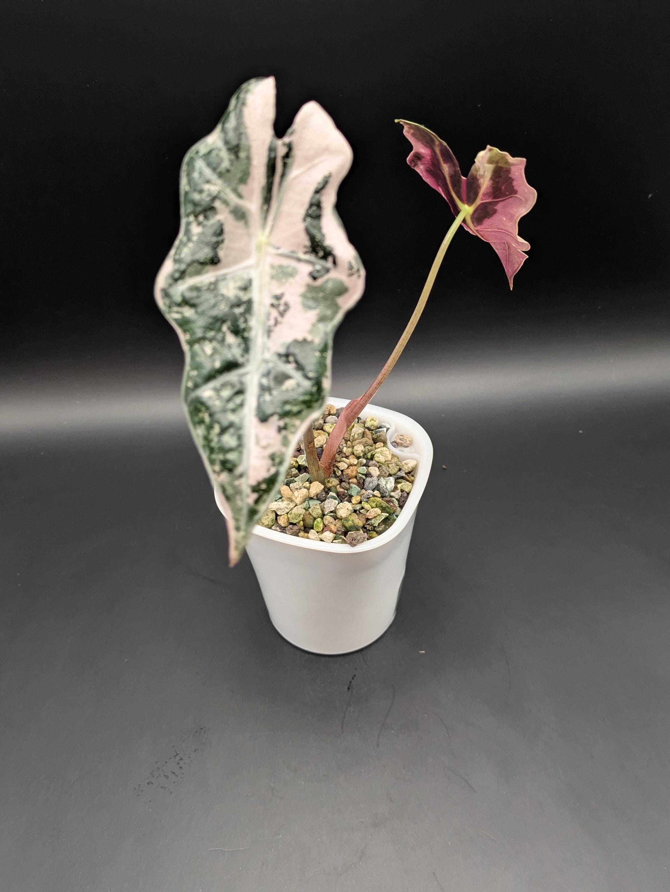 アロカシア ノビリス ピンク“K” ② frome Mason Alocasia Nobilis Pink Variegated - Etsy