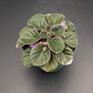 May include: A potted African violet plant featuring dark green, fuzzy, rounded leaves with variegated white edges. The plant has a compact, rosette growth habit with small, light purple flowers emerging from the center of the foliage.