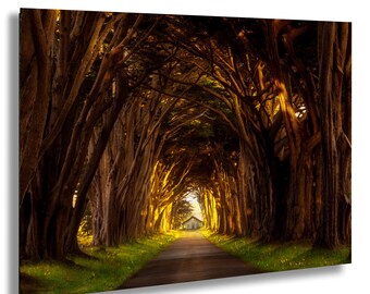 Point Reyes Cypress Tree Tunnel Print: Foggy California Landscape Photography