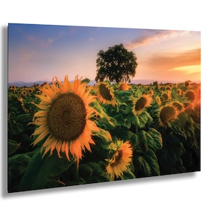 Sunflower Field Sunset Photo: Framed Golden Hour Landscape Wall Art