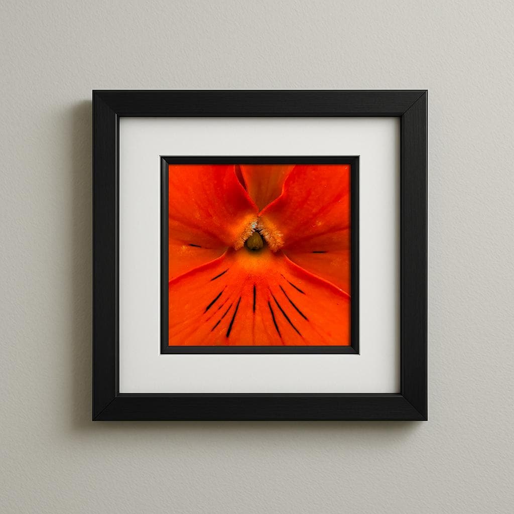 Stiefmütterchen orange