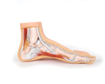 Life-Sized Human Anatomy Foot Model