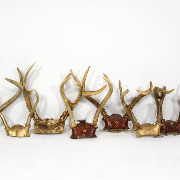 8 Pairs of Antlers