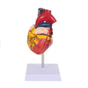 Human Anatomy Heart Model with Dissectable Piece on a Base