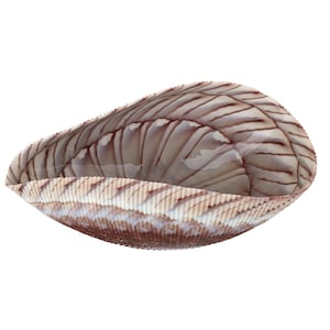 Large Yalos Murano Shell Ivory and Brown Glass Bowl - Folded Glass Centerpiece with a Nautilus Design