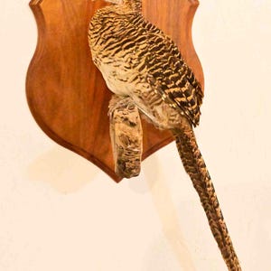 Golden Pheasant, female