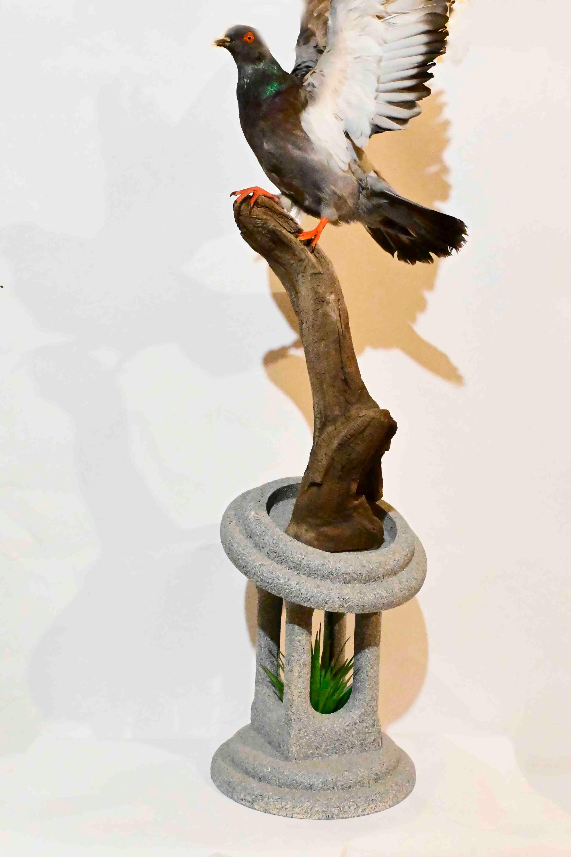 Taxidermy hummingbirds - Etsy 日本