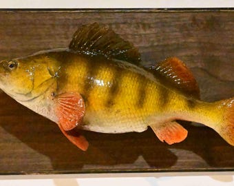 Yellow Perch fish ,full body reproduction