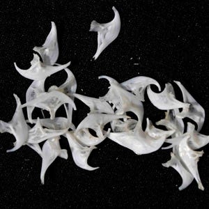 May include: A collection of small, white, curved fish bones scattered across the frame. Each bone features a distinct, sharp, wing-like structure with a central ridge and pointed ends, displaying a smooth, calcified texture and off-white coloration.