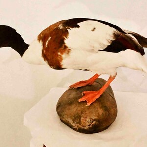 Op de afbeelding: Een opgezet exemplaar van een bergeend met een zwarte kop, een feloranje snavel en een wit lichaam met een kastanjebruine band over de borst en rug. De vogel heeft oranje zwemvliezen en staat op een donkere, afgeronde stenen ondergrond.