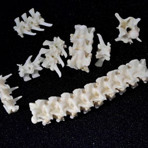 May include: A collection of off-white, organic bone segments arranged on a black surface. The set includes one long, connected spinal column section and several smaller, individual vertebrae pieces with visible bony processes and textured surfaces.
