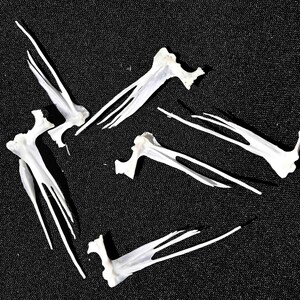 Arêtes de poisson/un pouce/arêtes de fabrication/fois 10 à un paquet