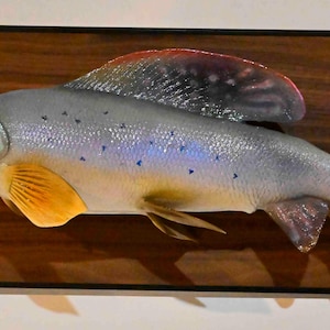 May include: A taxidermy fish mount featuring a grey body with blue spots, a prominent dorsal fin with reddish-purple hues, and bright yellow pectoral fins. The fish is mounted on a dark brown, scalloped-edge wooden plaque for wall display.