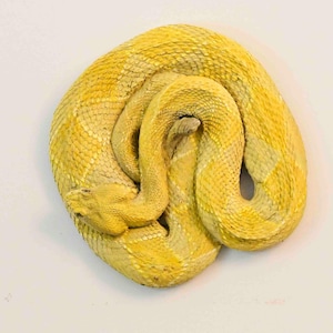 Puede incluir: Una figura de serpiente amarilla enroscada con una superficie texturizada de patrón de diamantes. La serpiente está colocada en forma circular con la cabeza descansando en el borde exterior, mostrando una cabeza triangular y escamas detalladas.