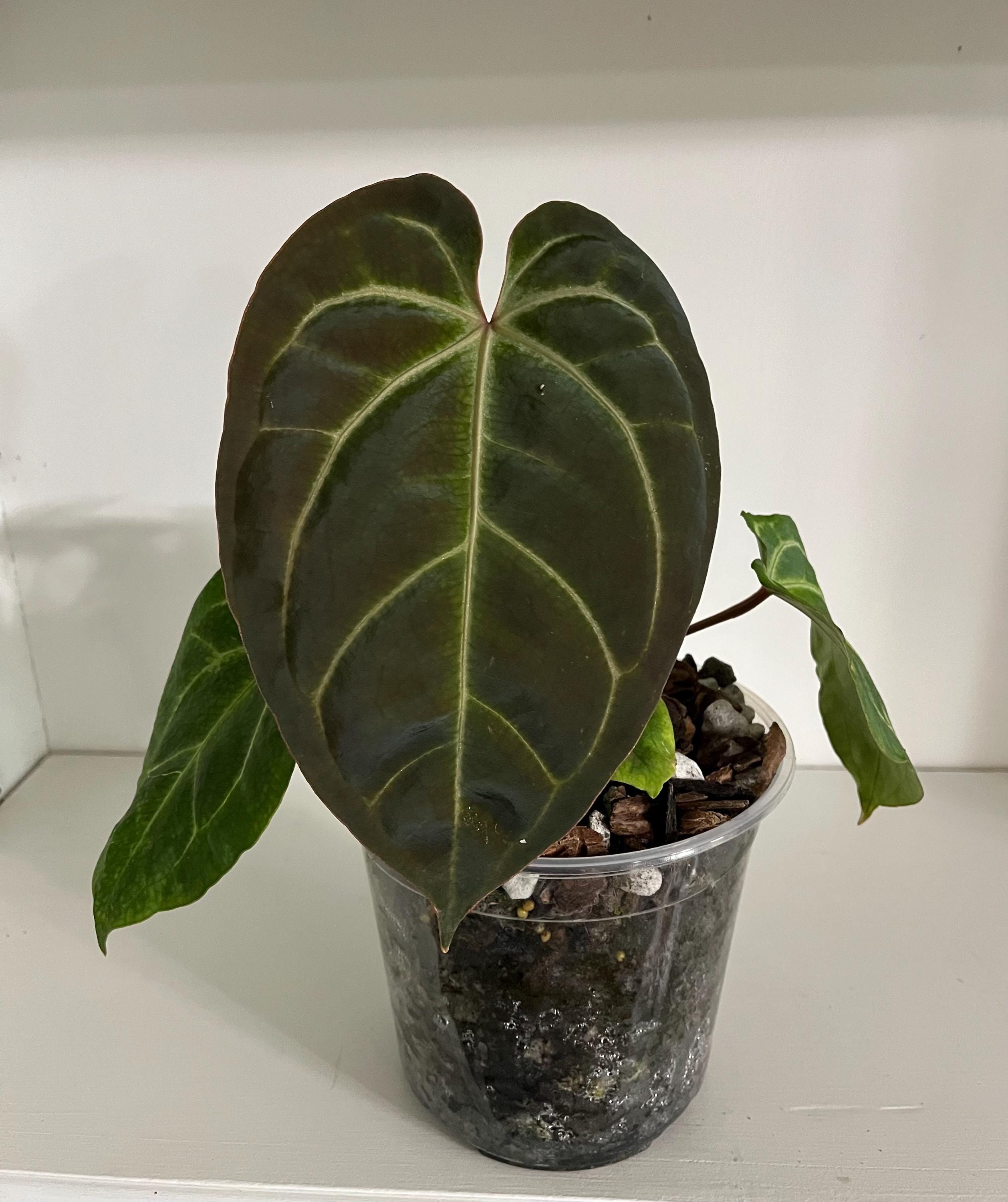 Anthurium King of Spades X Red Crystallinum - Etsy