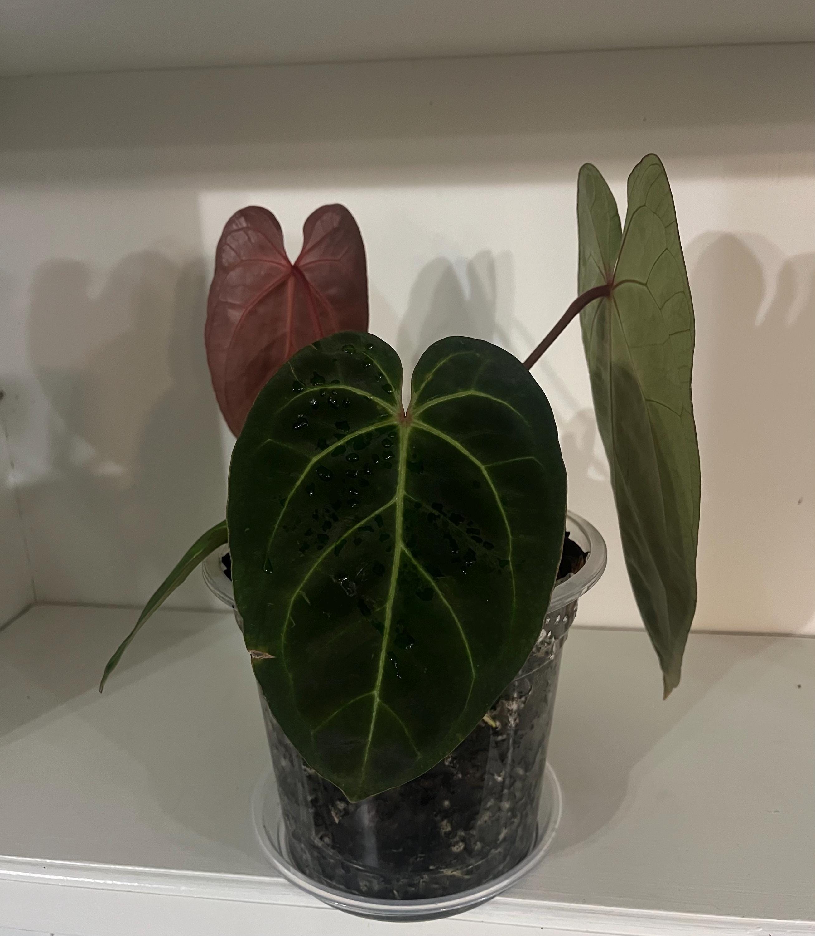 m*o様 アンスリウム King of Spades x Red Crystal m*o様 アンスリウム King of Spades x Red Crystal Anthurium