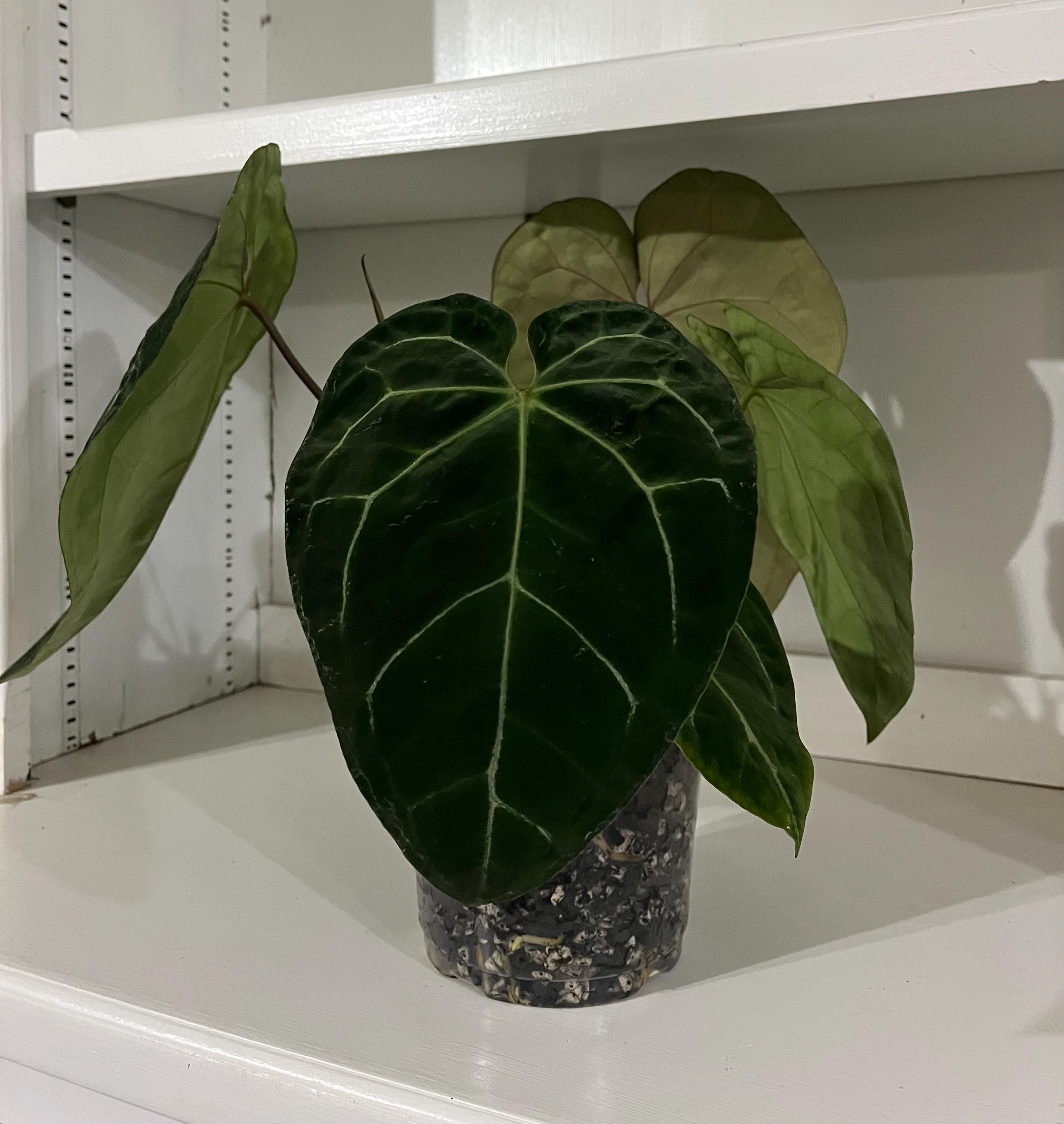 Rare Anthurium Hybrid: Besseae aff x Red Crystallinum x Dark Forgetii x Magnificum - Seed grown | Exact Plant | 6" Pot