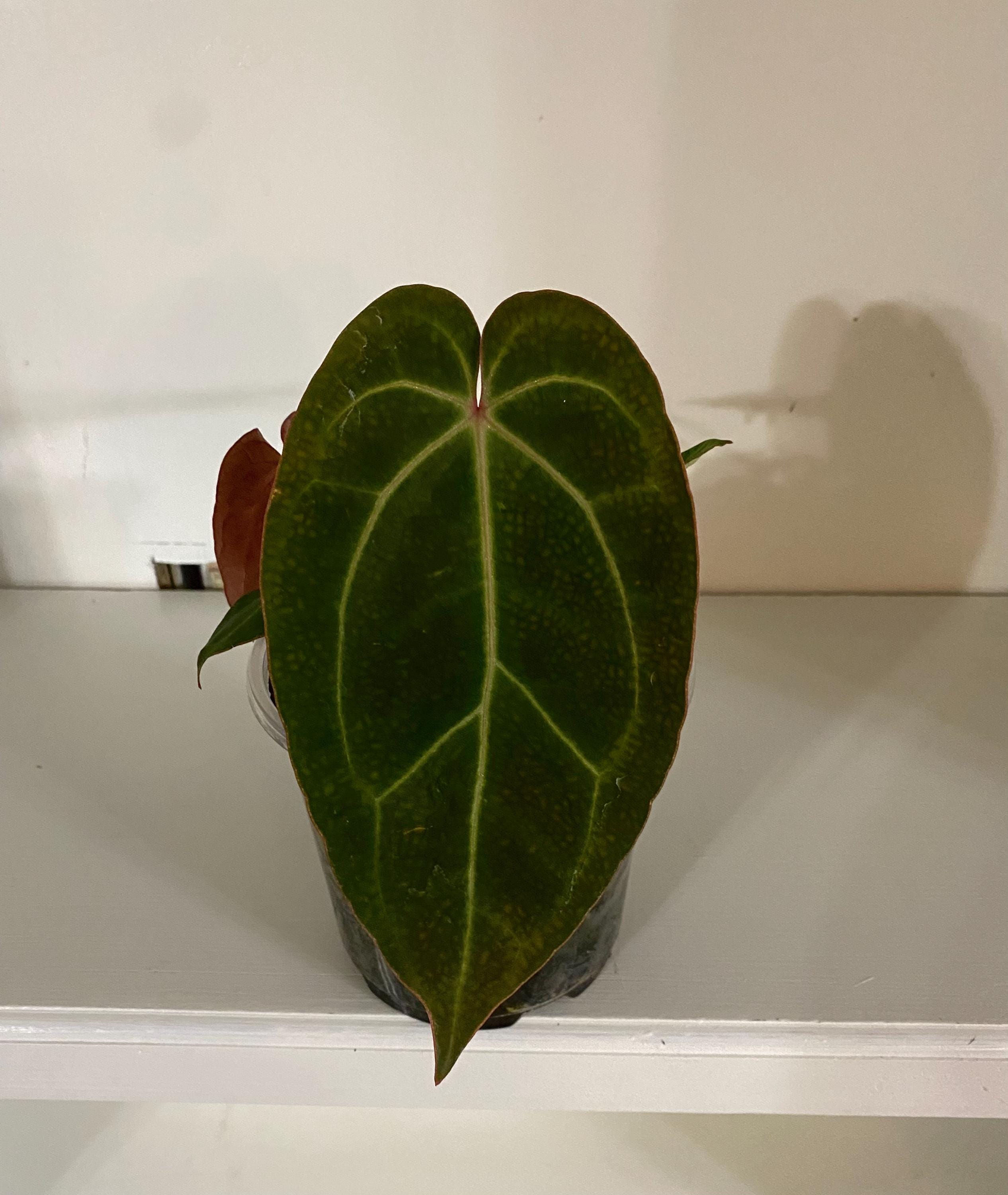 T*S様 アンスリウム King of Spades x Red Crystal 1745889272485.jpg?v=1745901228