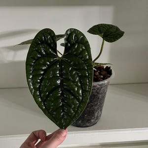 Anthurium Luxurians - Seed grown | Exact Plant | 7” Pot
