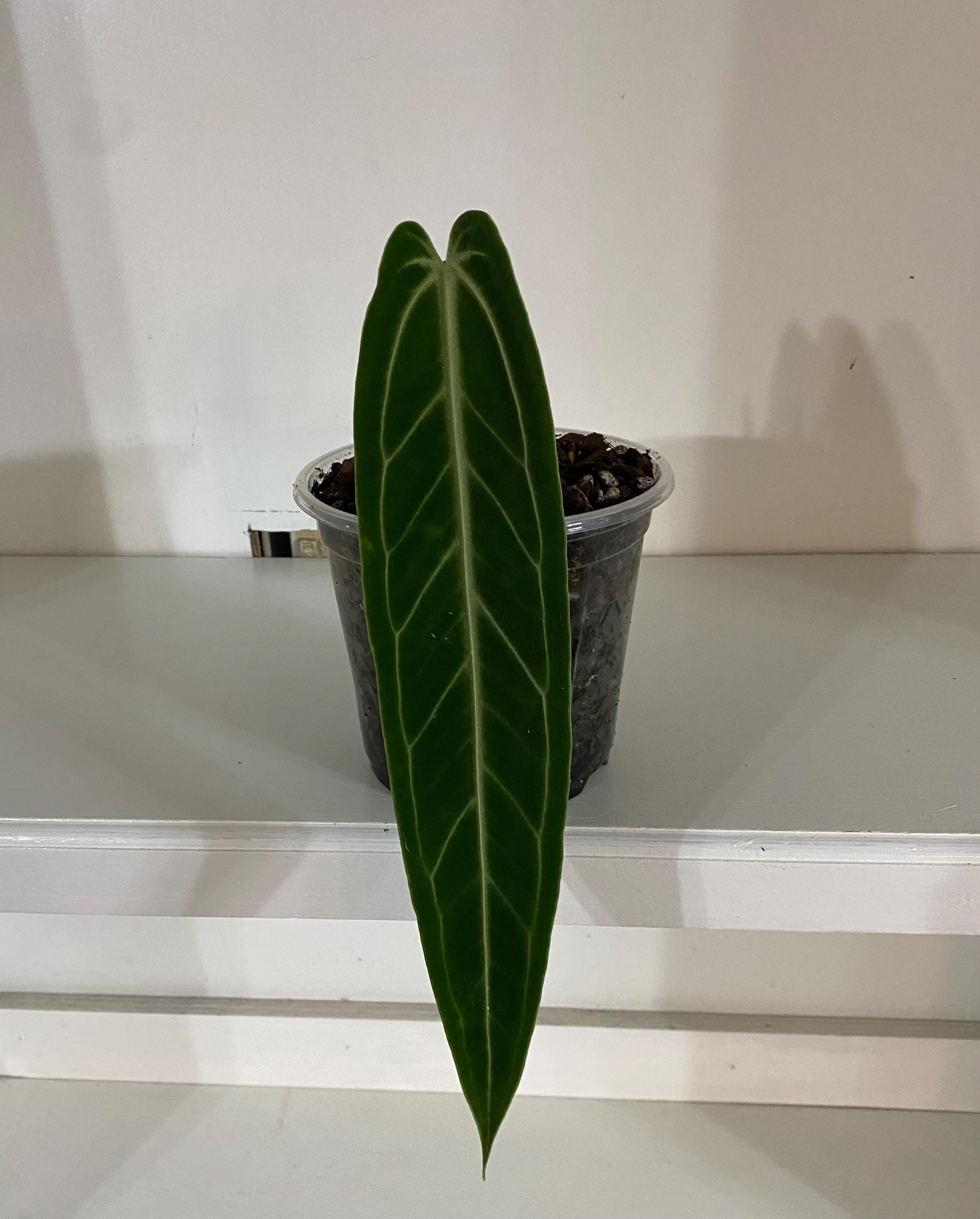 Anthurium Warocqueanum Dark Narrow - Etsy