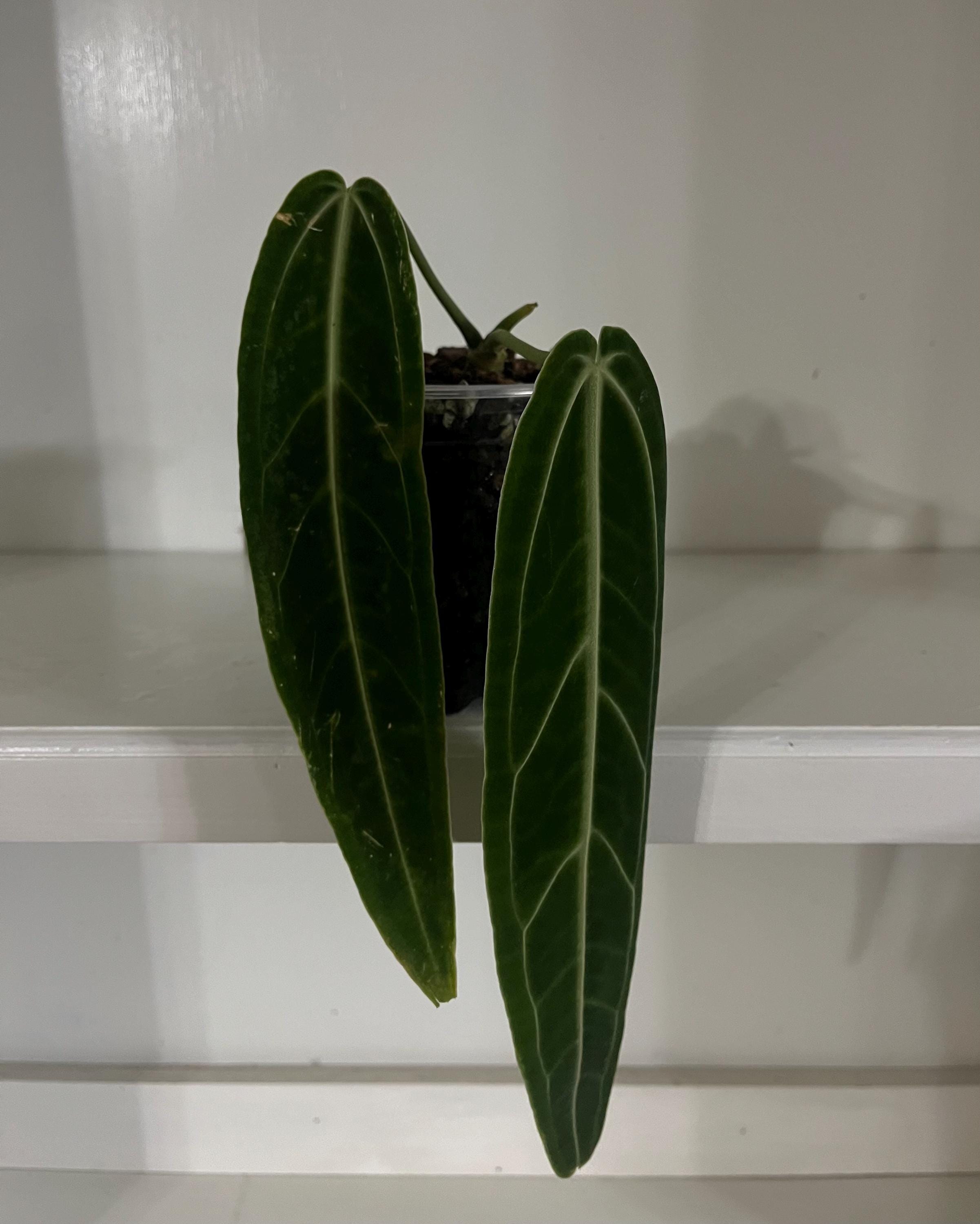 Anthurium Warocqueanum Dark Narrow - Etsy