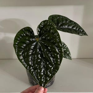 Anthurium Luxurians - Seed grown | Exact Plant | 7” Pot