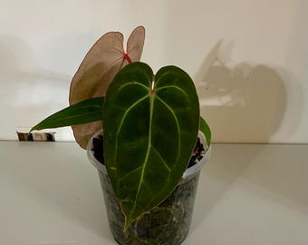 Anthurium 