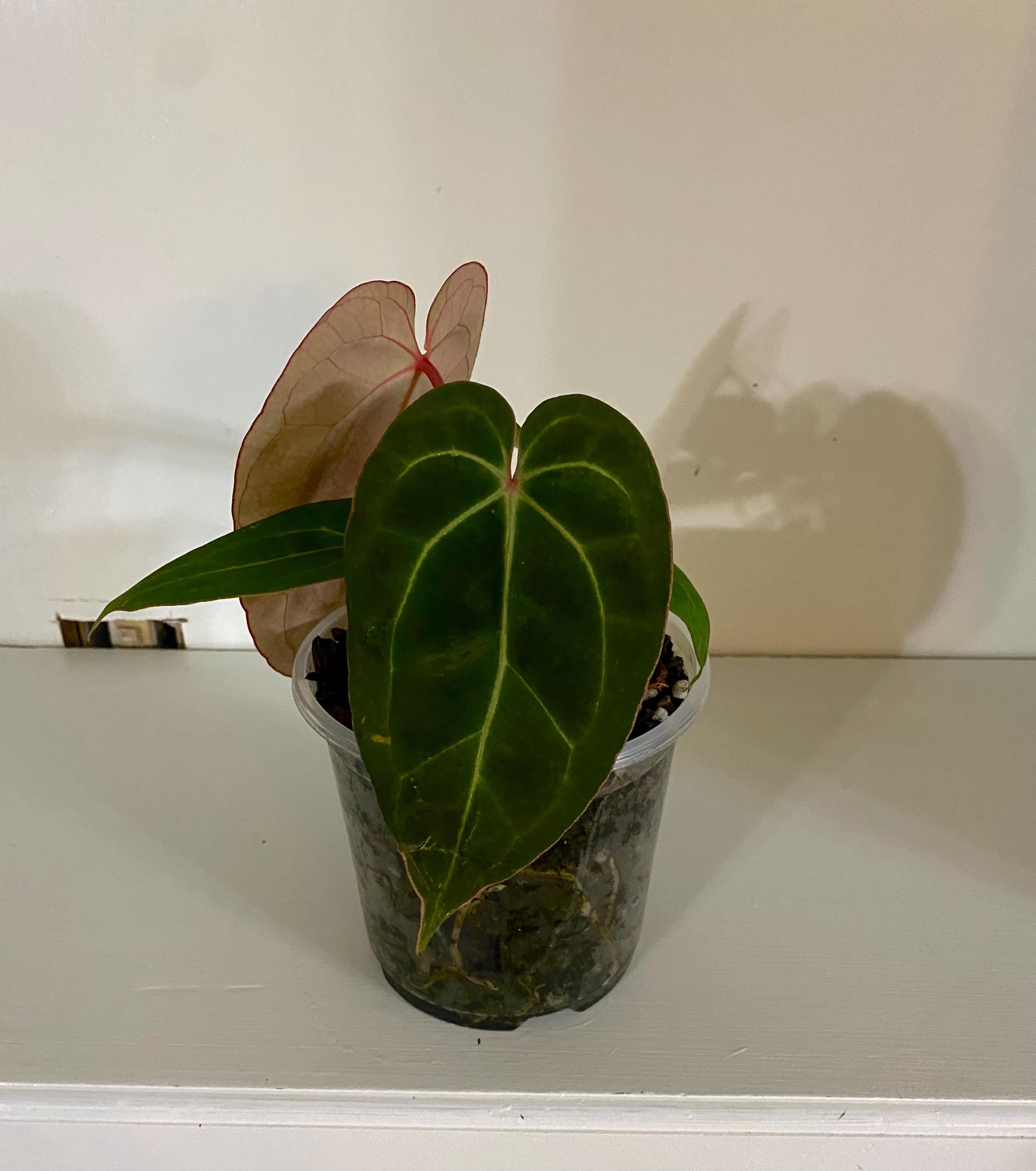 Anthurium Red Crystal × King of Spades Anthurium Red Crystal × King of Spades