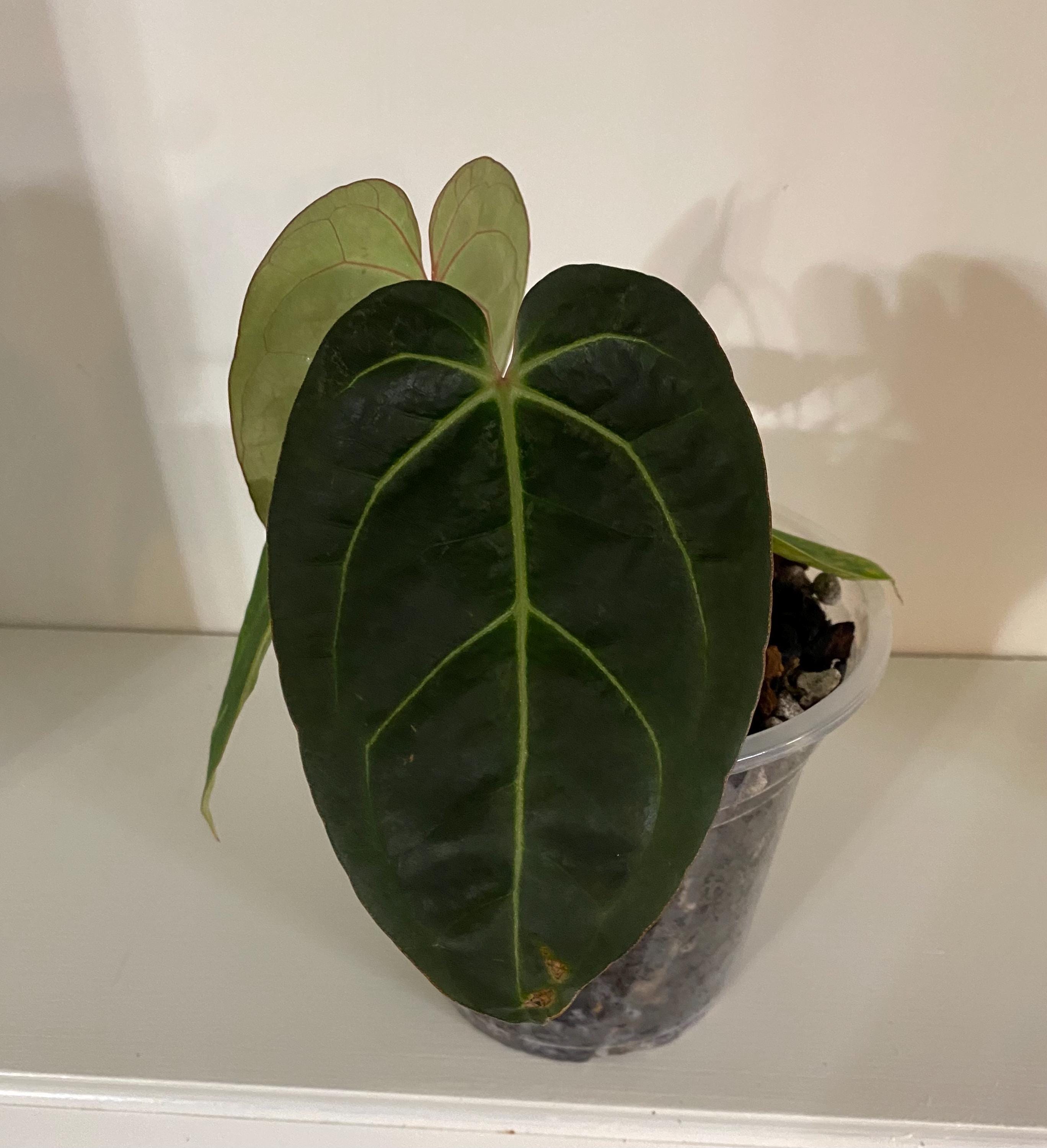 Anthurium King of Spades X Red Crystallinum - Etsy