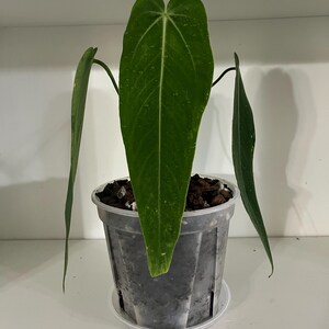 154 warocqueanum Esmeralda アンスリウム AMAZON】Anthurium