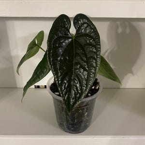 Anthurium Luxurians x Nigrolaminum - Seed Grown | Exact Pot | 7” Pot |