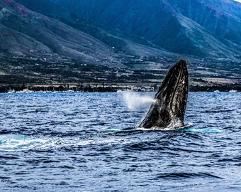 Humpback Whale Peek - Maui, Hawaii