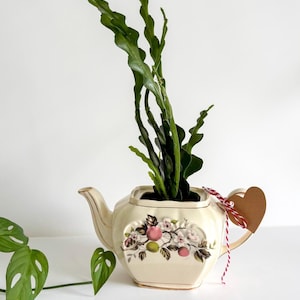 Puede incluir: Una tetera crema vintage convertida en maceta, con un diseño floral y una planta verde de hojas largas y onduladas. Una etiqueta en forma de corazón está atada al asa con hilo rojo y blanco. La tetera tiene pico y asa.