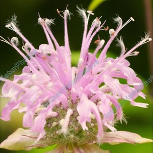 Op de afbeelding: Close-up van een roze monarda-bloem met delicate bloemblaadjes en prominente meeldraden. De bloem heeft een unieke, stekelige uitstraling met een groen-witte basis, tegen een vage groene achtergrond. De afbeelding benadrukt de ingewikkelde details van de bloemstructuur.