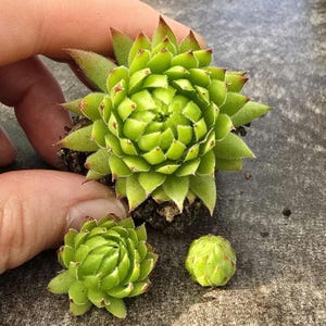 Hen and Chicks