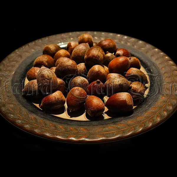 Wild Harvested Organic Live Acorns, Oak, Seeds, Without Caps, Prosperity, Good Luck, Purity, Keep Away Evil, Pagan, Wicca, Rebirth