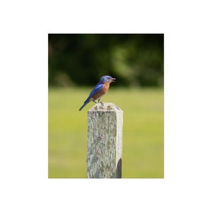 Póster de aves con arte vibrante, decoración de pared natural, arte estético para el hogar, regalo para amantes de las aves, estampado animal colorido.