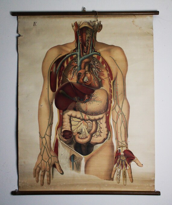 Vintage Anatomy Chart