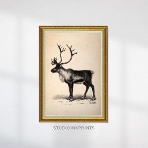 May include: A framed vintage print featuring a detailed black and white illustration of a reindeer with large antlers. The artwork is set against a cream-colored background and framed in a gold-colored ornate frame. The text "STUDIOINKPRINTS" is at the bottom.