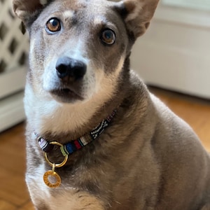 May include: A brown and white dog with a colorful collar and a gold tag sits on a wooden floor. The dog is looking directly at the camera.